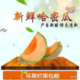 今日新疆哈密瓜行情如何,甜蜜丰收季来袭