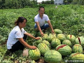 长垣吃瓜热门事件,揭秘网络舆论背后的真相与反思
