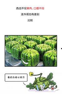 历史热门吃瓜视频,那些年我们一起“围观”的传奇事件