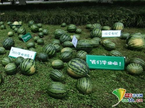 西南大学热门吃瓜事件,揭秘校园热门事件背后的真相