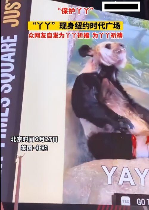 明星网红没有替丫丫发声,明星网红为何未为丫丫发声