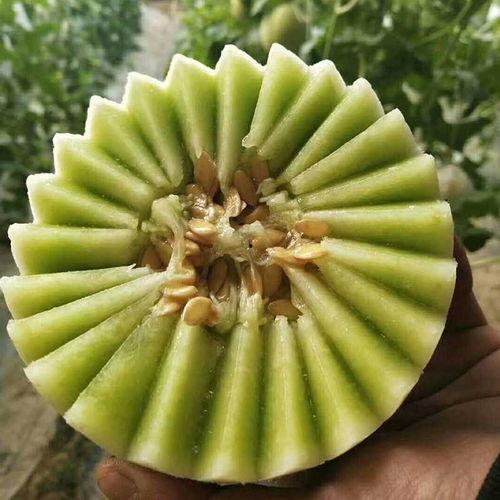 玉菇哈密瓜今日报价,报价行情一览”