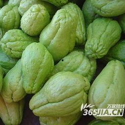 热门海南精品佛手瓜,热带绿洲中的养生佳品