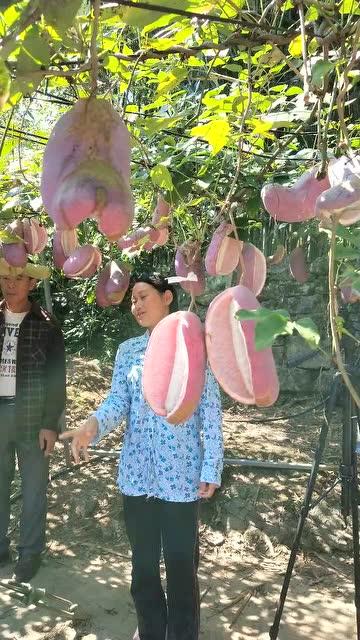 八月瓜热门视频在线观看,精彩瞬间不容错过