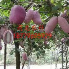 八月瓜热门视频在线观看,精彩瞬间不容错过