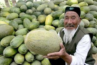 潍坊今日哈密瓜零售价,新鲜美味，价格实惠，尽享夏日清凉”
