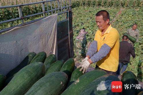 崖城今日瓜菜收购价格,新鲜行情速递