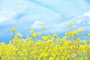 热门话题踏青图片,捕捉自然之美瞬间