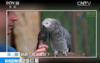 明星网红的鹦鹉叫什么,明星宠物的独特叫声揭秘