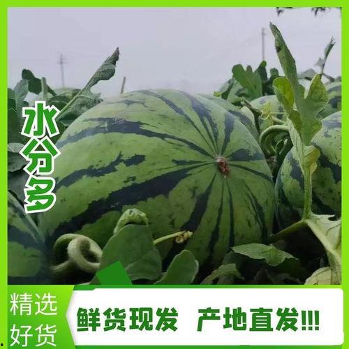 麒麟瓜产地今日价格表最新,行情波动，品质为王