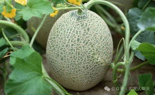 万邦海南哈密瓜今日行情,今日价格走势解析