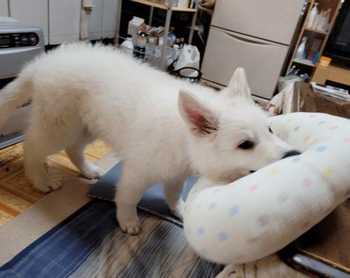 上热门网友震惊吃瓜视频,震惊吃瓜视频，揭秘娱乐圈惊人内幕！