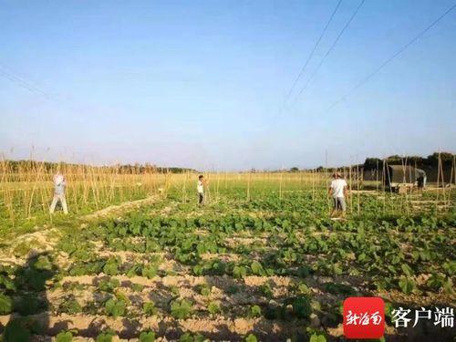 崖州区今日瓜菜价格查询,新鲜实惠，市民采购指南