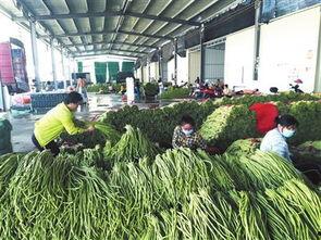 崖州区今日瓜菜价格查询,新鲜实惠，市民采购指南
