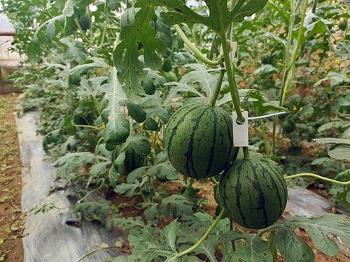 今日中牟韩市小吊瓜行情,丰收季喜讯连连”