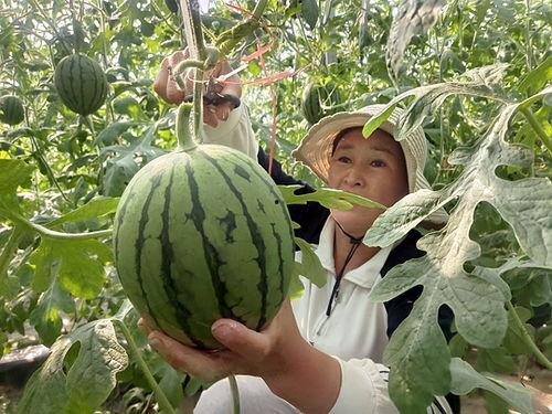 今日中牟韩市小吊瓜行情,丰收季喜讯连连”