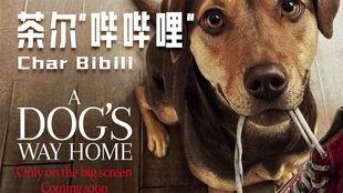 狗的电影,一段跨越生死的守护传奇