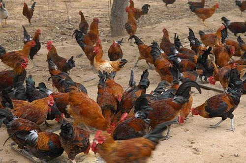 热门话题土鸡图片,传统养殖与现代视觉的完美融合