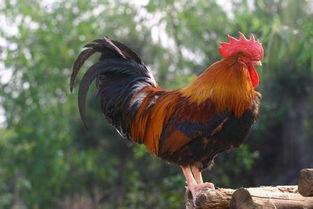 热门话题土鸡图片,传统养殖与现代视觉的完美融合