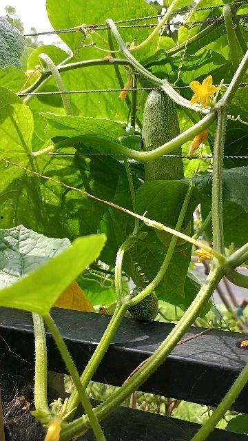 今日摘瓜视频大全免费观看,今日摘瓜视频大全精彩呈现