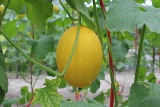 蜜瓜热门视频,热门视频带你领略甜蜜诱惑