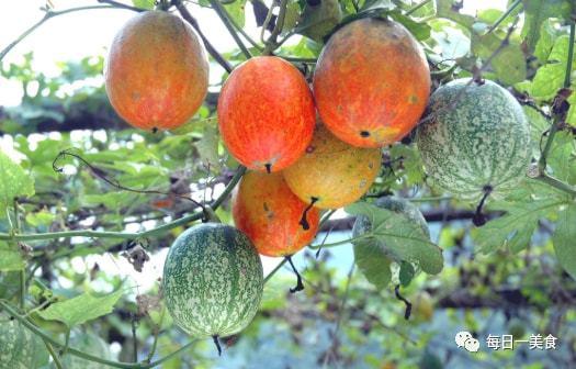 韩寺吊瓜价格今日报价,今日韩寺吊瓜价格行情分析