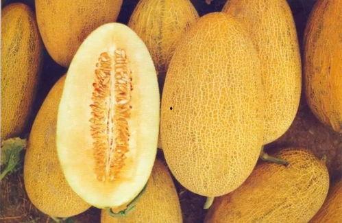 桃源今日哈密瓜价格表