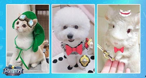 本地宠物热门话题推荐,揭秘本地宠物的潮流趋势与生活智慧