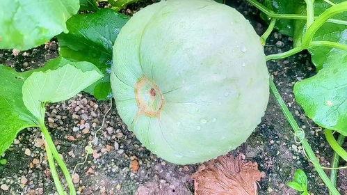 元谋今日三月瓜价格表,瓜果飘香，市场行情一览