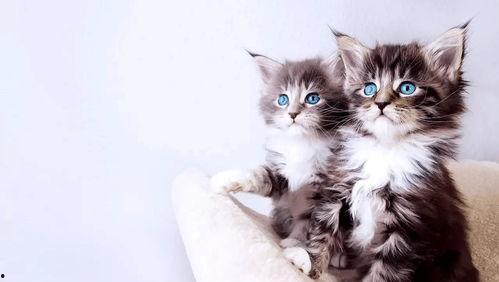 猫瓜根猫爪草价格今日行情,价格波动解析与市场趋势洞察”