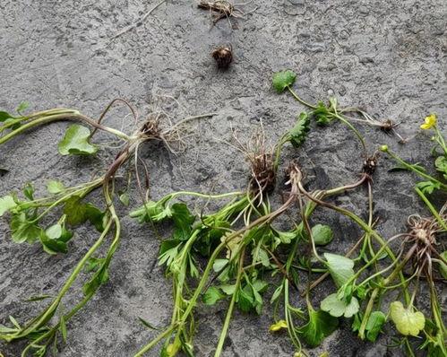 猫瓜根猫爪草价格今日行情,价格波动解析与市场趋势洞察”