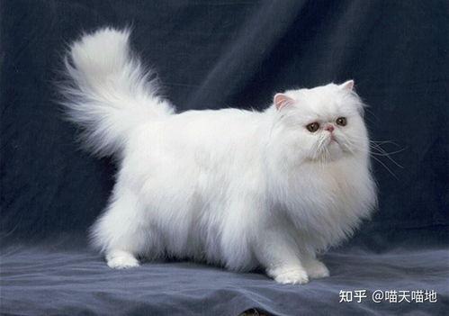 猫瓜根猫爪草价格今日行情,价格波动解析与市场趋势洞察”