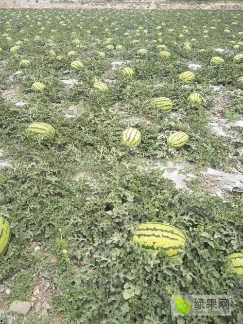 靖远硒砂瓜今日价格表最新,今日行情一览