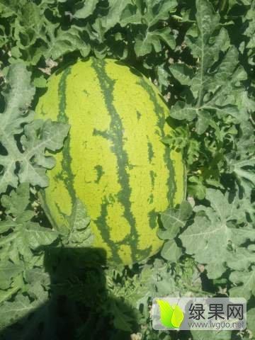 靖远硒砂瓜今日价格表最新,今日行情一览