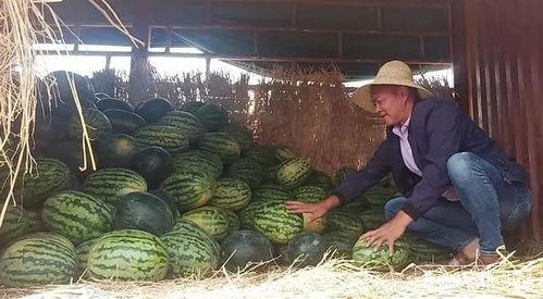 昆明王旗营今日姜炳瓜价格,实惠之选，品质保证