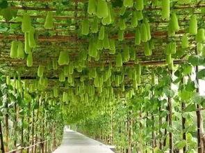 今日2k吊瓜价格表,市场行情一览