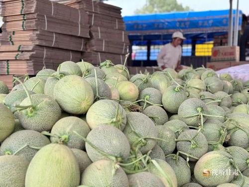 嘉兴蜜瓜今日行情实时报价,价格波动与市场动态一览