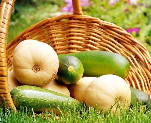 嘉兴蜜瓜今日行情实时报价,价格波动与市场动态一览