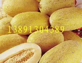 今日哈密瓜批发行情如何,价格涨势明显