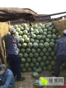 宁夏石头瓜今日产地批发价,产地批发价引领市场新风向”