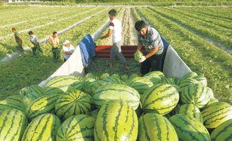 巴州九鼎今日瓜价格,巴州九鼎瓜市今日价格行情一览