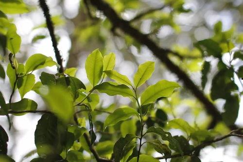 普洱热门话题推荐,热门话题下的茶文化之旅