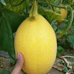 哈密瓜北海一号今日价格,市场行情一览”