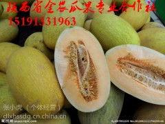 2024新疆哈密瓜今日价格行情,品质佳、价格稳，市场反响热烈”