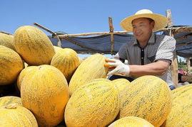 今日哈密瓜节在哪儿办,欢庆活动精彩纷呈”