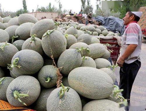 今日哈密瓜收购价格,市场波动下的甜蜜商机”