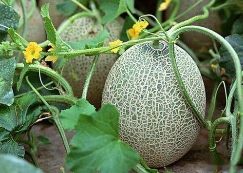 今日哈密瓜收购价格,市场波动下的甜蜜商机”