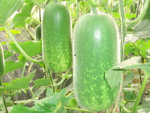 吃瓜网今日吃瓜热门吃瓜暗料,吃瓜群众热议焦点大揭秘