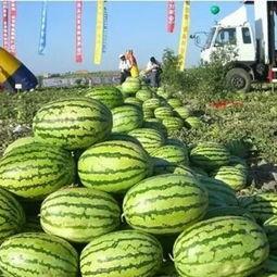 硒砂瓜价格今日市场行情,波动中寻求平衡