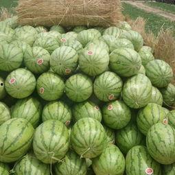 硒砂瓜价格今日市场行情,波动中寻求平衡